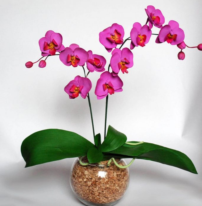 Фаленопсис — одно из самых красивых комнатных растений