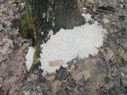 соль от корней дерева