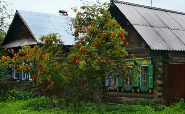 kakie-derevya-sazhat-u-doma-a-kakie-net-primety-i-poverya-derevo-ryabina