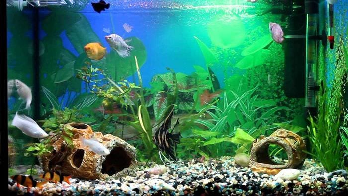 идея необычного декорирования домашнего аквариума