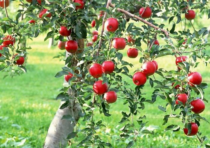 Красные яблоки на деревце в саду загородного дома