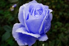 Blue rose, pink color replaced by blue