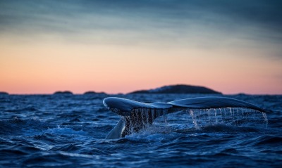 кит плавник хвост волны океан